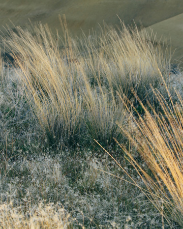 Gress som blåser i vinden