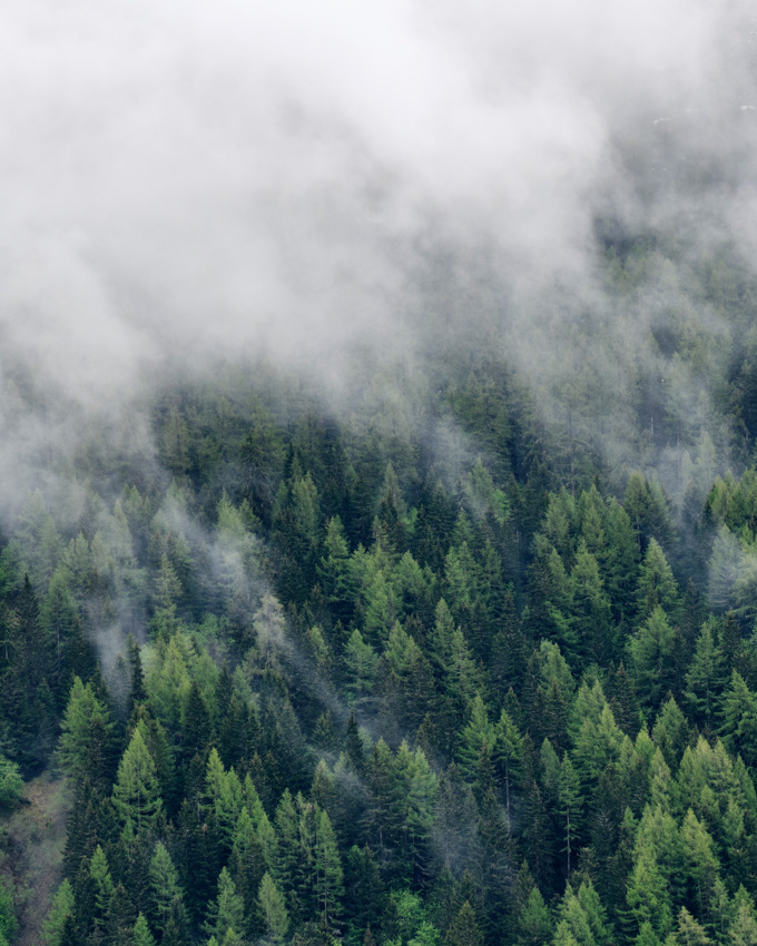 Drivende skyer over fjellskogen